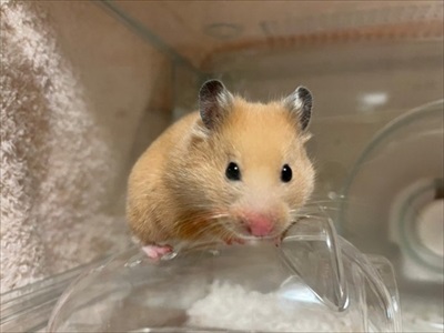 トイレに乗るハムスター