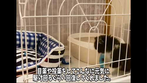 回復してきた子猫