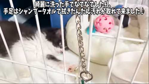 タオルできれいにされる子猫