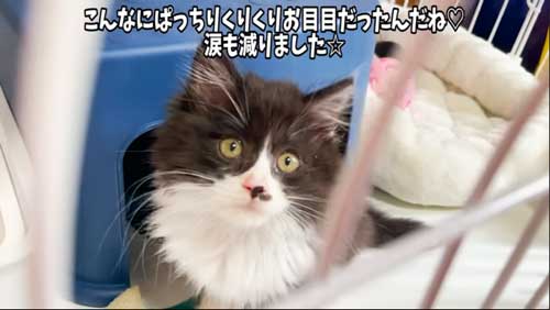 目が回復してきた子猫