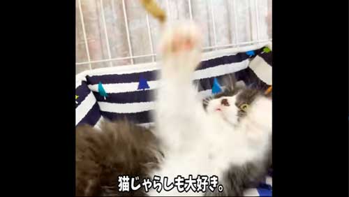 楽しそうに遊ぶ子猫