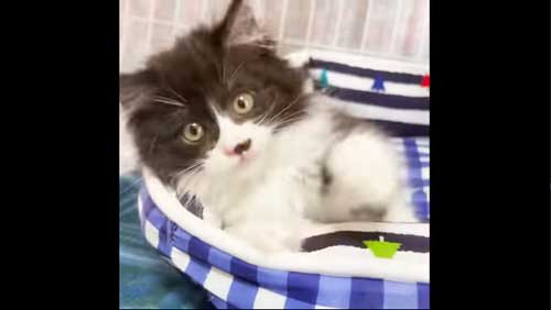 元気になった子猫