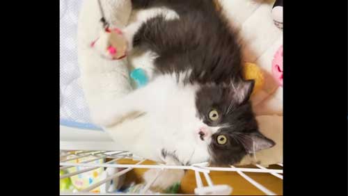 寝ている保護子猫