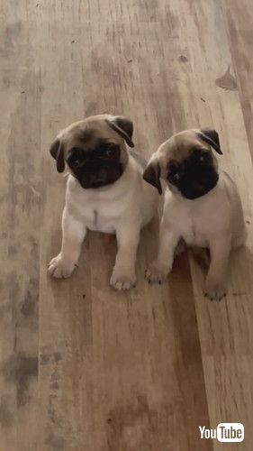 首をかしげるパグたち