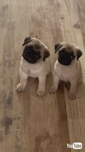 首をかしげるパグたち