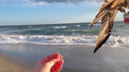 ちいかわ 鳶 鎌倉 海岸 ぬいぐるみ