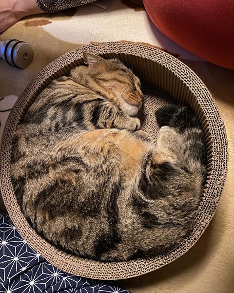 サークルに収まる猫ちゃん