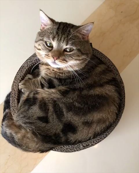 サークルでカメラ目線