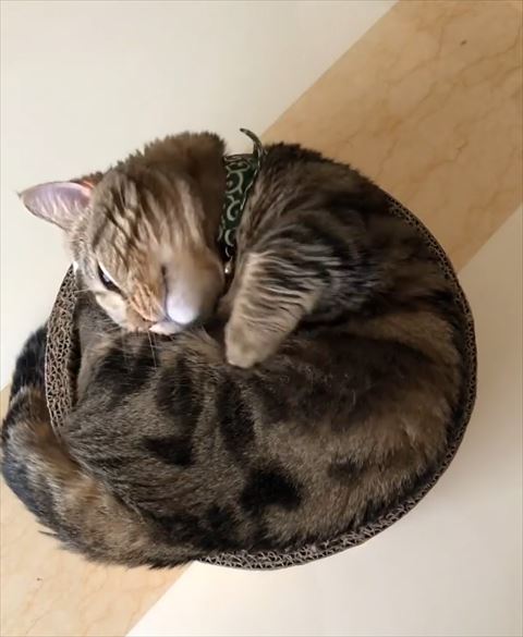 サークルに顔を入れようとする