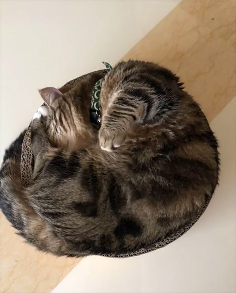 サークルに顔を入れる