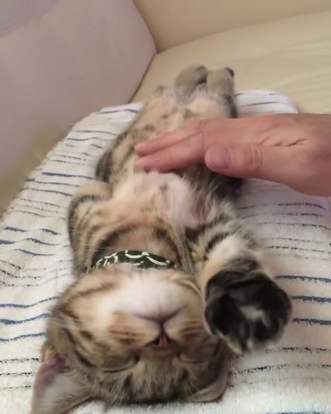 前足を伸ばす子猫