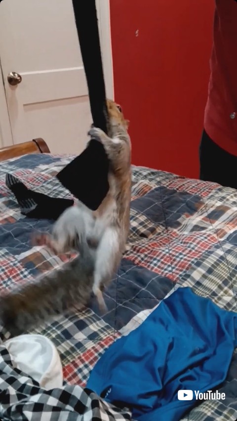 靴下をつかむリス