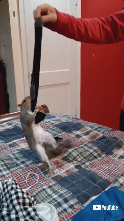 靴下で遊ぶリス