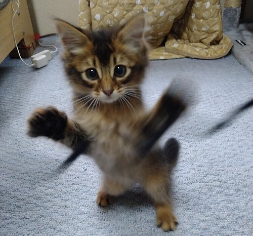 ペット手帳 ベストショット