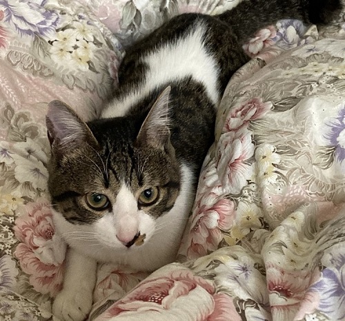 ペット手帳 ベストショット