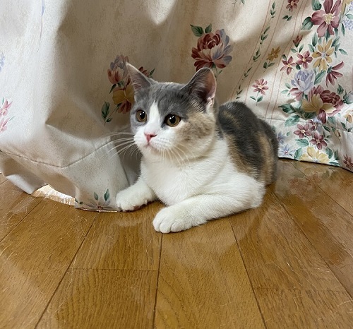 ペット手帳 ベストショット