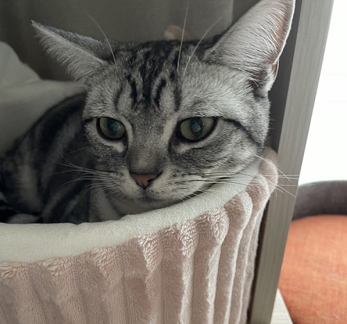 ペット手帳 ベストショット