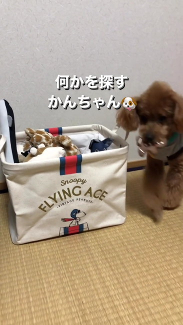 おもちゃくわえる