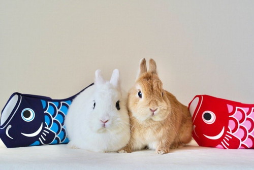 イヴちゃんと寿限無くん