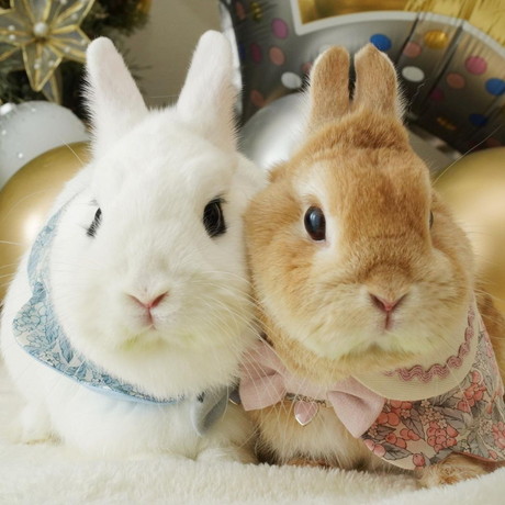 イヴちゃんと寿限無くん