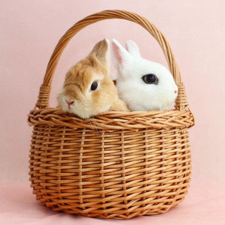 イヴちゃんと寿限無くん