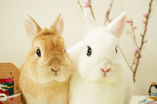 イヴちゃんと寿限無くん