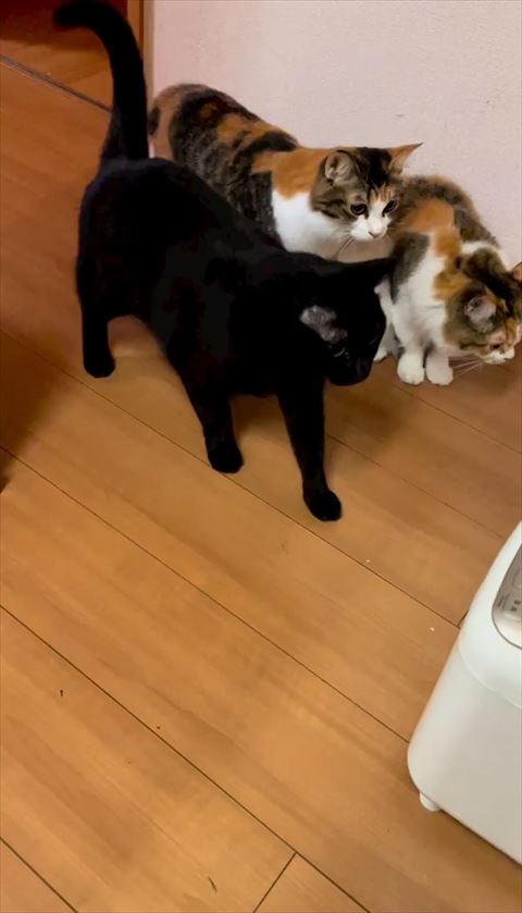 ホームベーカリーと猫