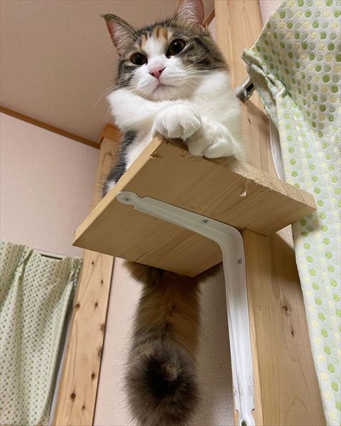タワーから見下ろす猫ちゃん