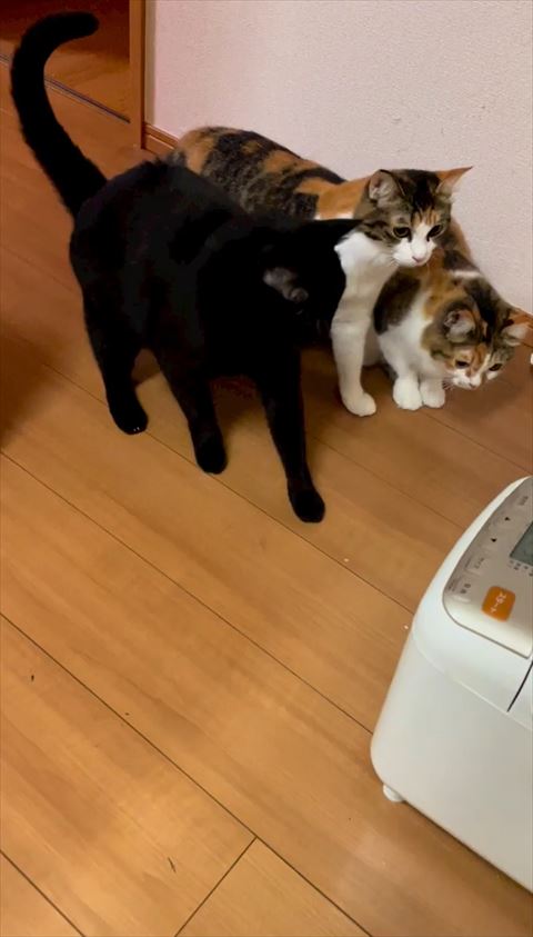 右前足あとずさり黒猫