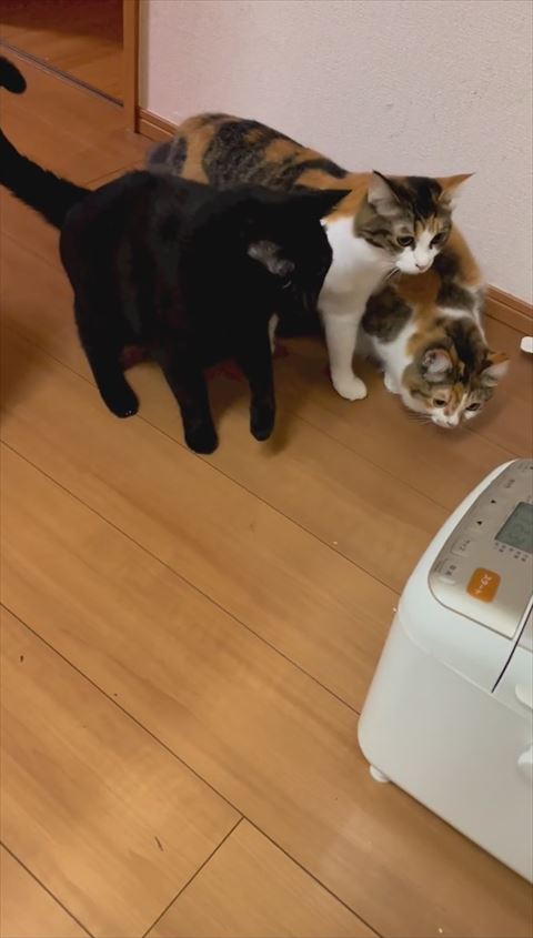 前足あがる黒猫