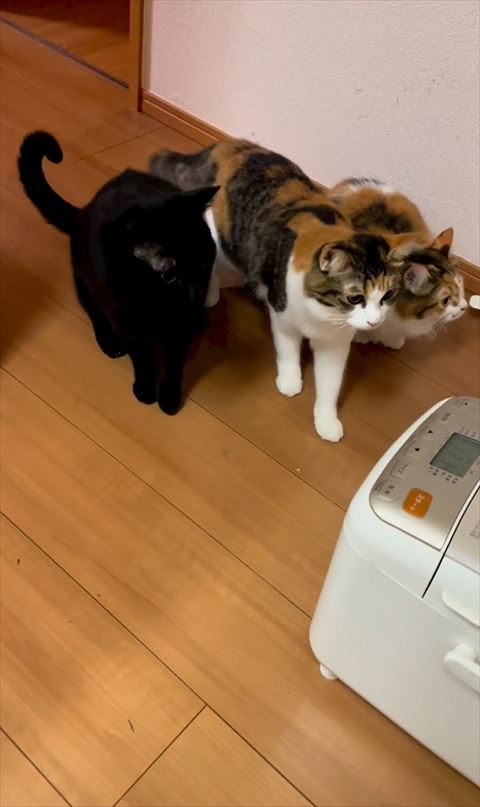 機械に近づく三毛猫