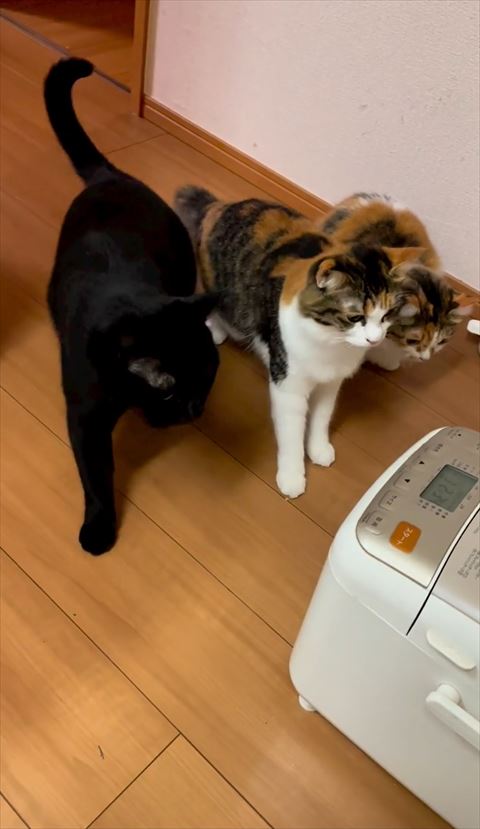 左前足あとずさりクロ猫