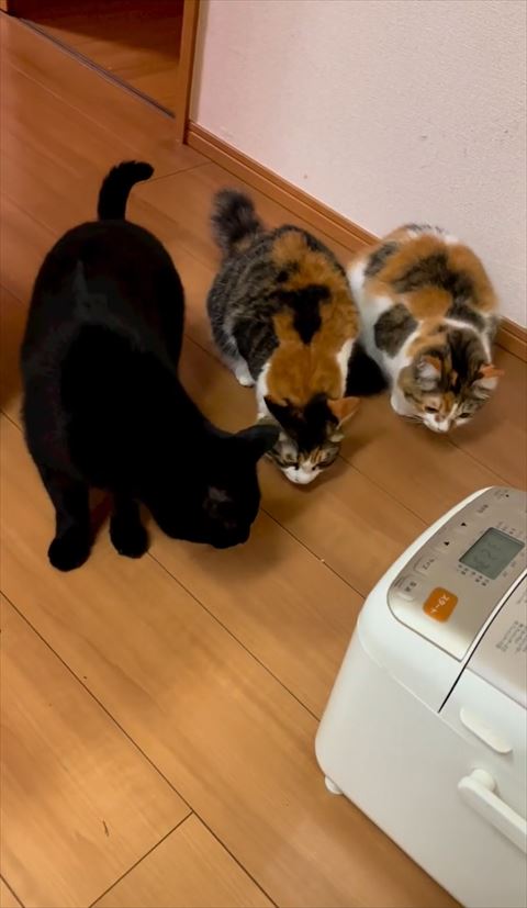 床の匂いをかぐにゃんず