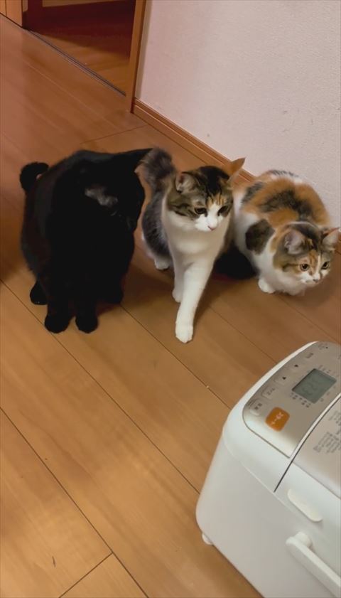 左前足だす真ん中の猫