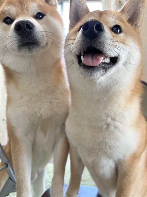 アップのワンコたち