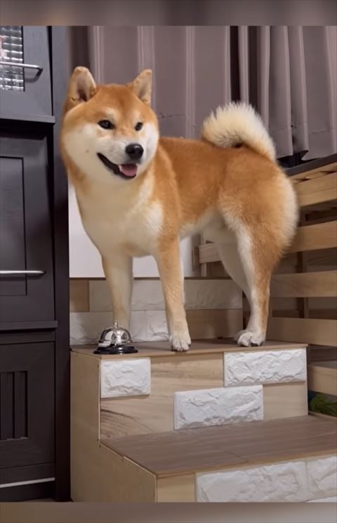 笑顔の兄ワンコ