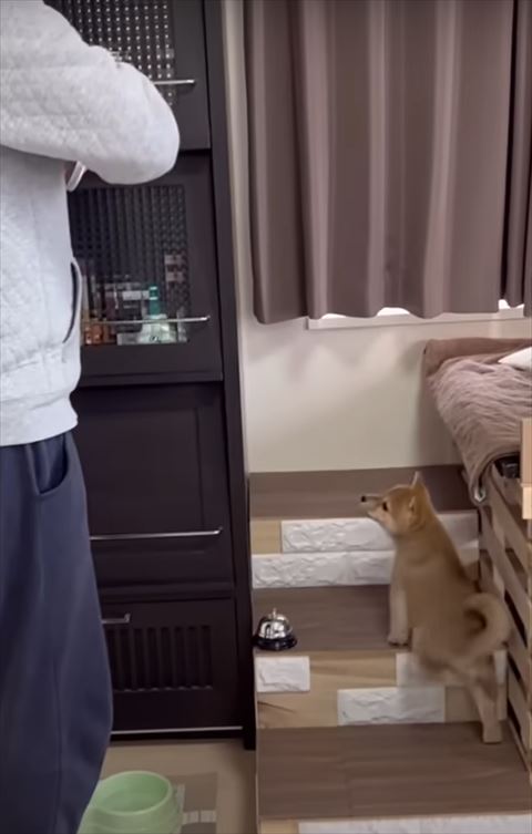 階段を上る子犬