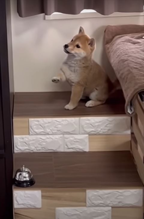 前足動かす子犬