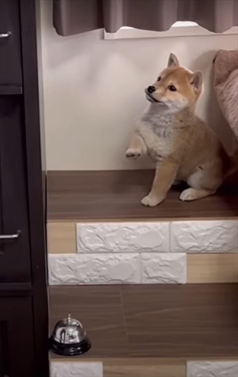 口がへの字子犬