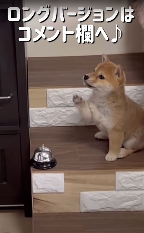 下の段で前足動かす