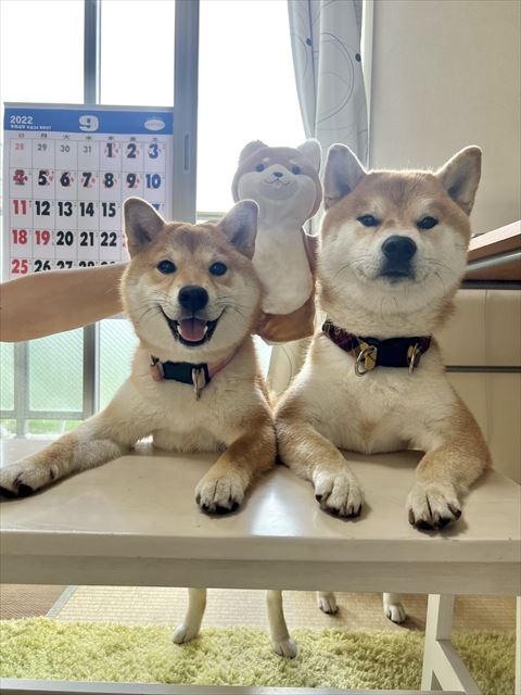 テーブルに並ぶワンコたち