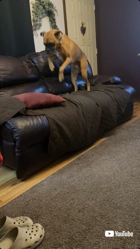 ソファをならすボクサー犬