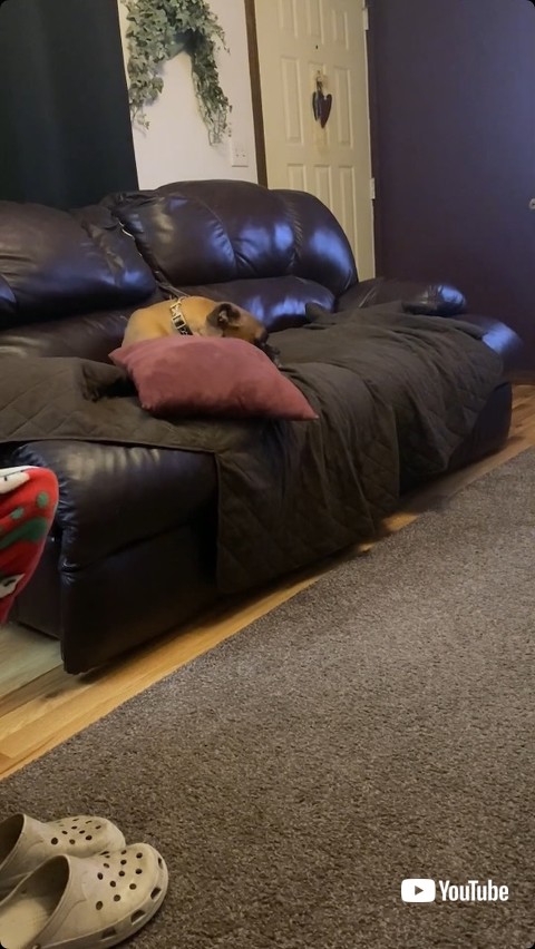 寝転がるボクサー犬