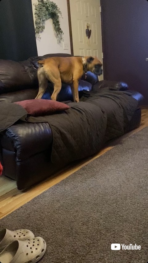 テレビを見ているボクサー犬