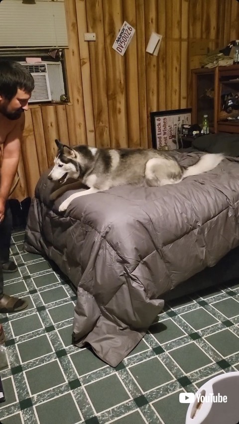 ベッドに乗らせない犬