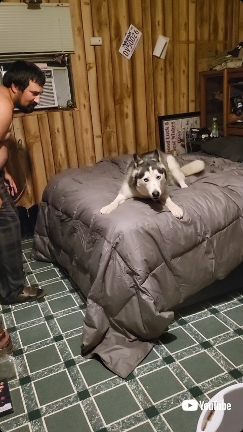 カメラ目線の犬