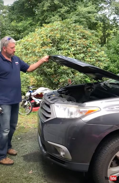 エンジンの中に入ってしまったアライグマ