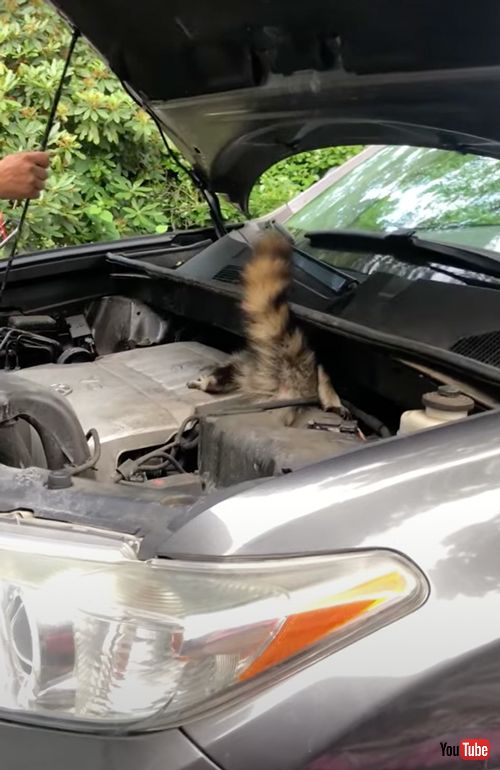エンジンの中に入ってしまったアライグマ