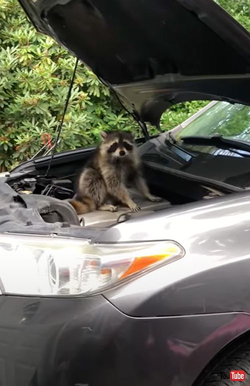 エンジンの中に入ってしまったアライグマ