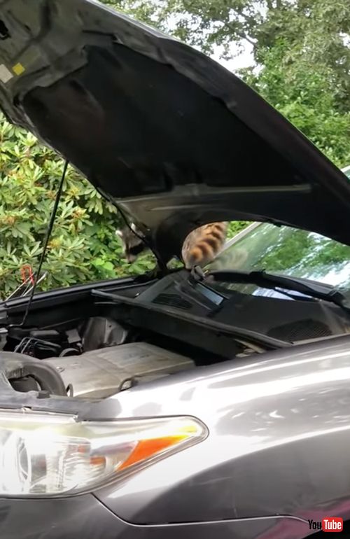 エンジンの中に入ってしまったアライグマ